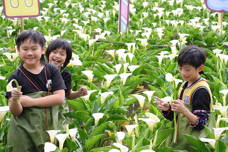 相揪挺竹子湖花農 海芋花田見證浪漫白色情人節