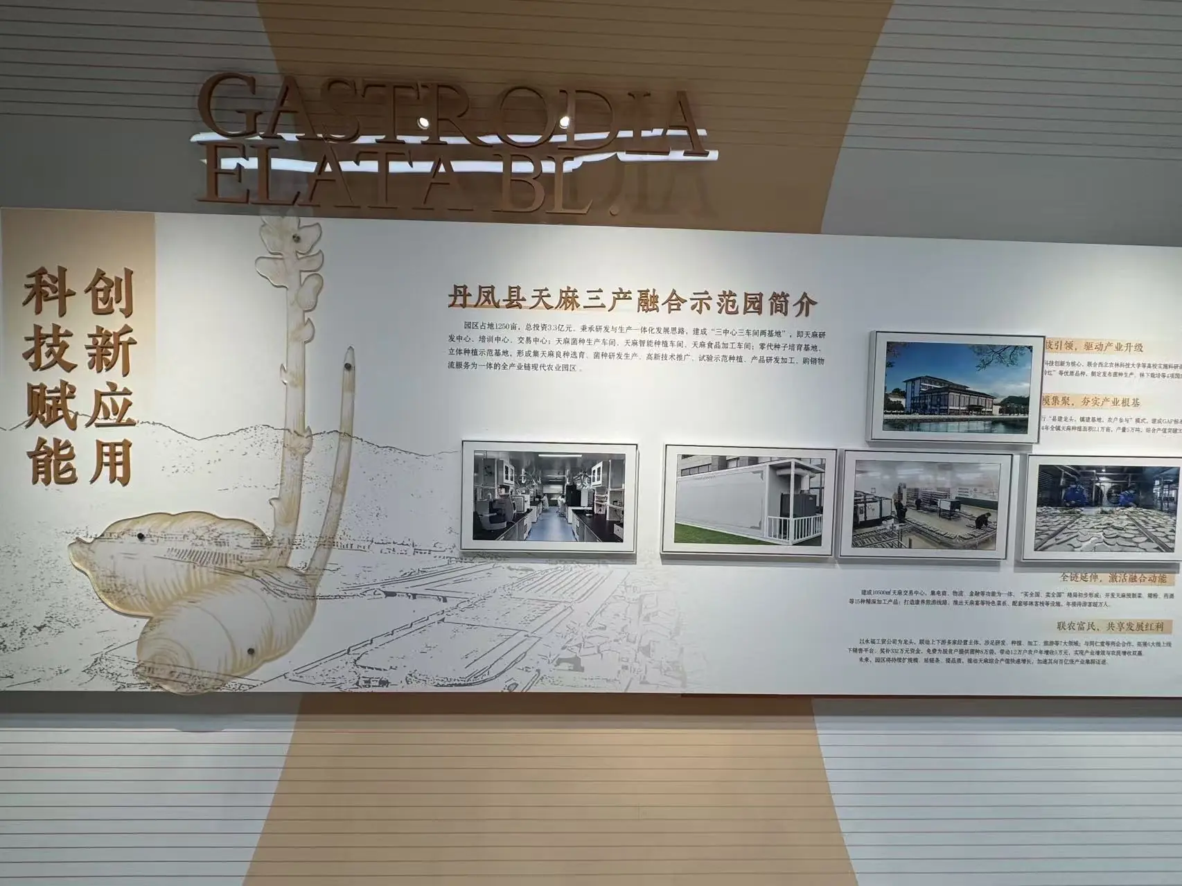 大陸新發展》科技賦能陝西丹鳳縣良種天麻産業示範園，實現鄉村振興與大健康産業的雙贏